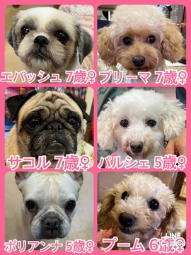 🐾今日の里親様募集中ワンコ🐶メンバーです🐾2022,12,12【保護犬カフェ天神橋店】